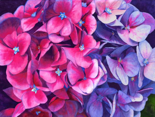 Hydrangeas