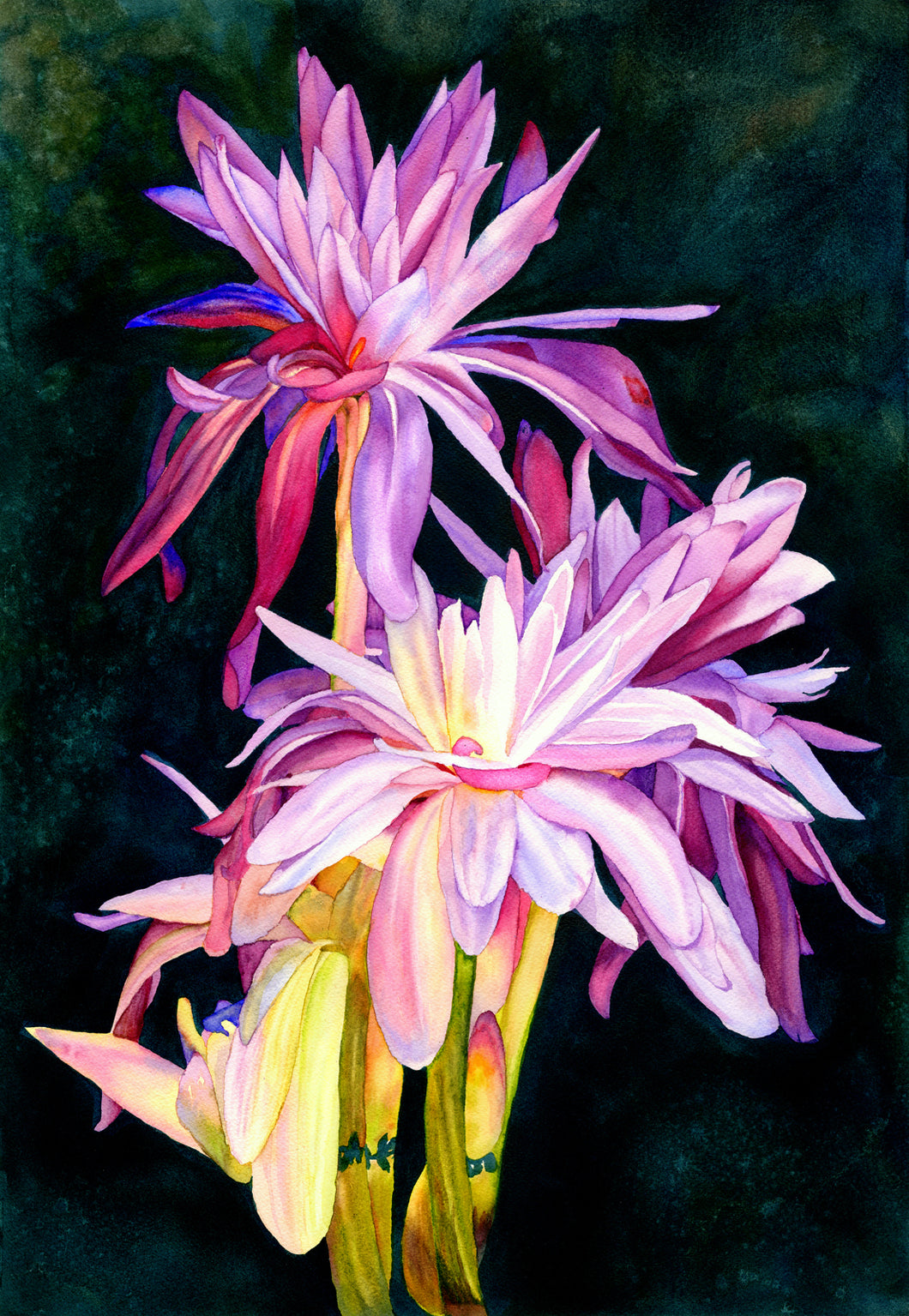 spider lily painting Spider Lily