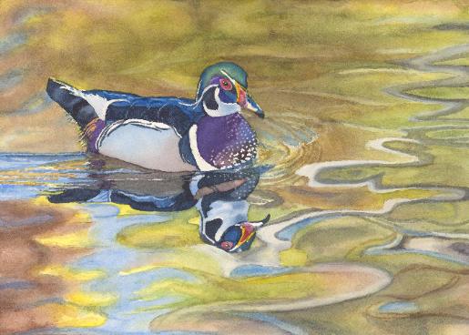 Wood Duck