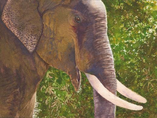 Elephant India