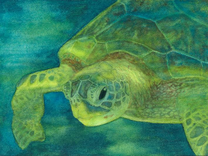 Sea Turtle