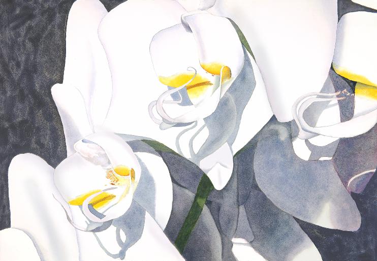 White Orchids